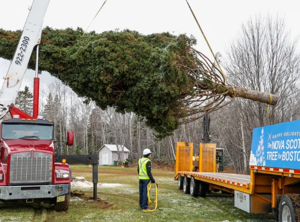 Massive Christmas tree destined for Boston cut down near Trenton
