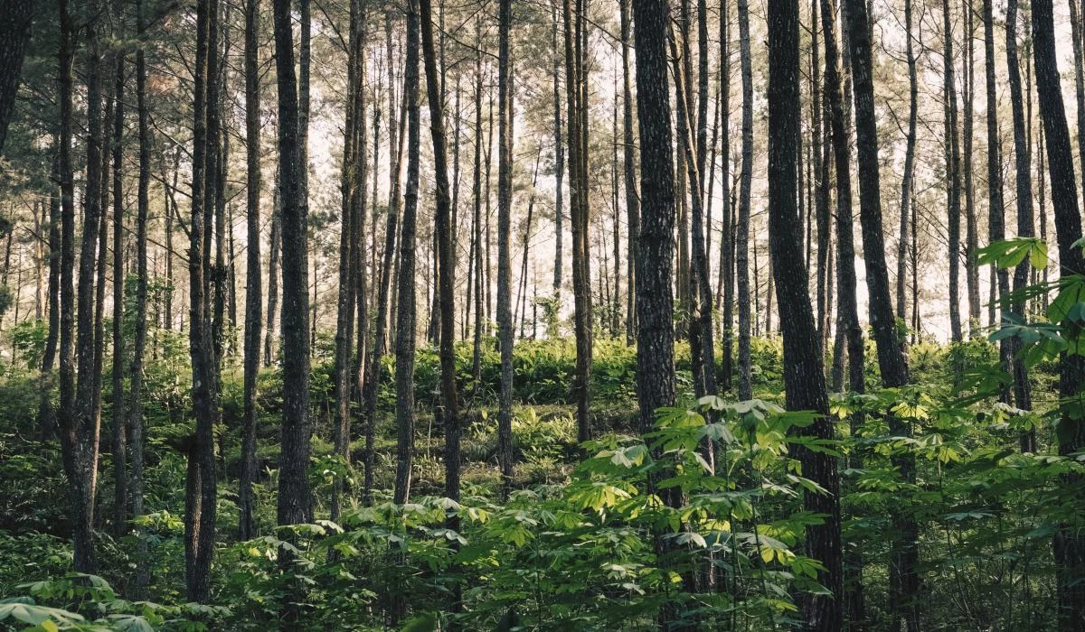 La déforestation ralentie par... des drones !