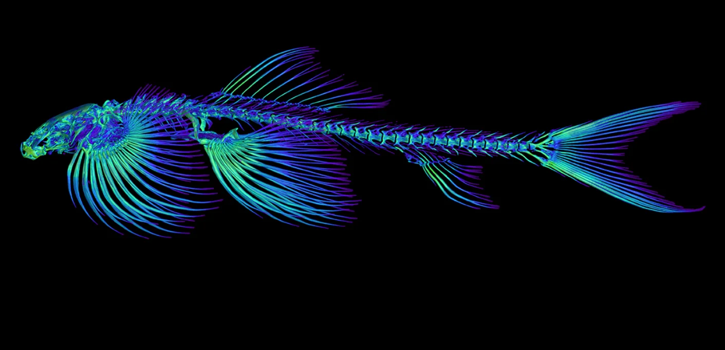 New study finds 11 fish species that may be capable of walking