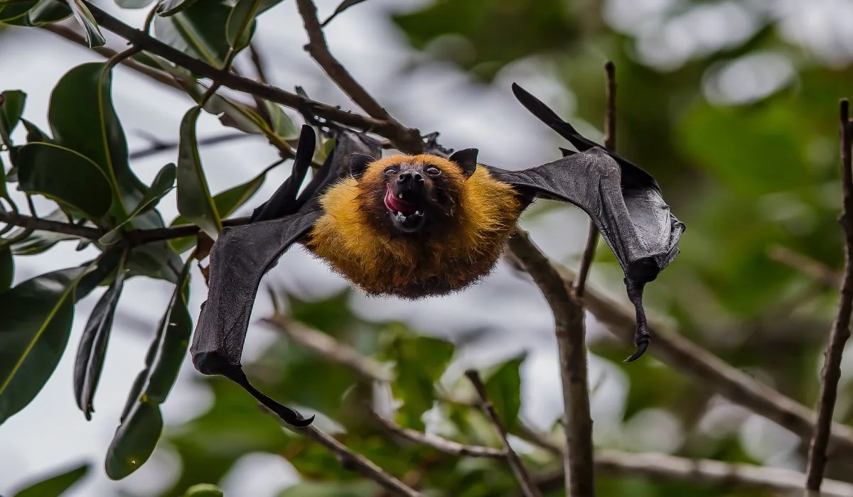 Certaines chauves-souris vivent plus longtemps que les humains