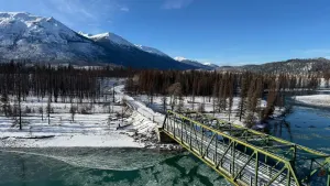 Burned forests in Jasper park showing signs of life ahead of winter freeze