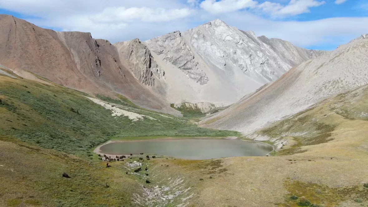 CBC: The herd is currently contained to a 1,200-square-kilometre reintroduction zone on Banff's eastern slopes. (Submitted by Parks Canada)