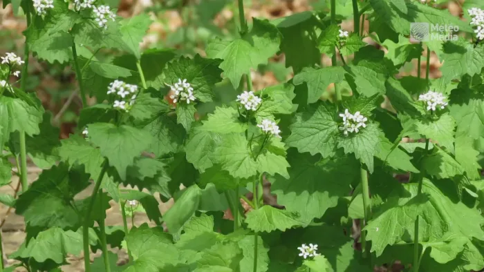 Pour freiner cette plante envahissante, mangez-la !