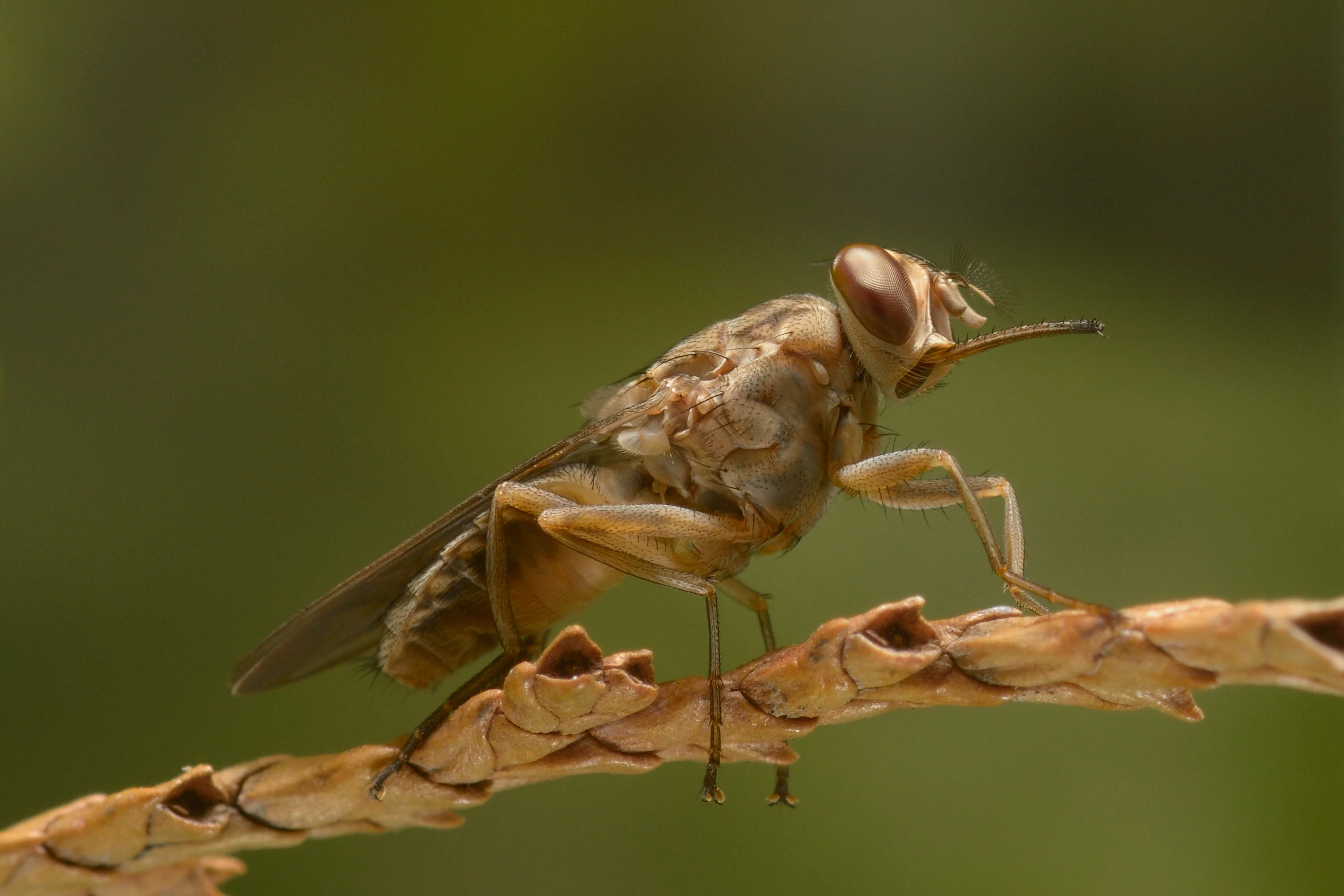 Biting flies are attracted to blue traps – we used AI to work out why