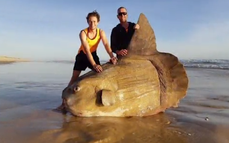 Giant fish washes ashore on Australian beach