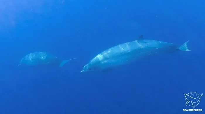 REUTERS - whale