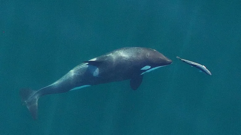 Southern resident orca whale/National Oceanic and Atmospheric Administration/Ocean Wise via CBC