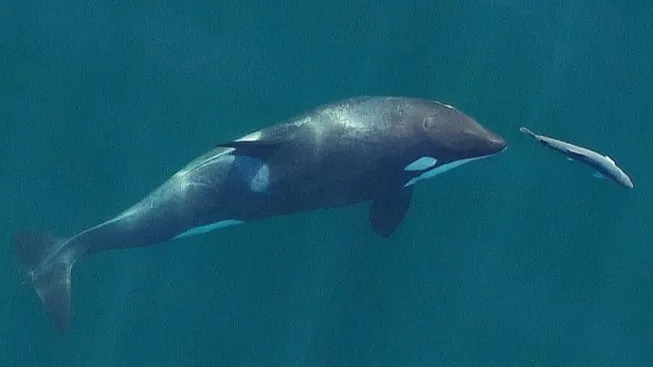 B.C.'s endangered killer whales have been going hungry for years: Study