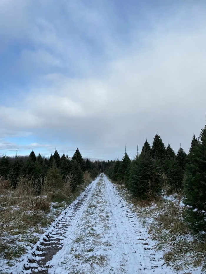 Trouvez votre sapin et regardez-le vraiment longtemps!