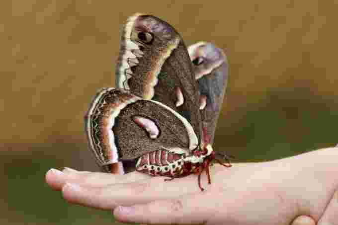 34900752 UGC Crecropia moth courtesy of Jenn