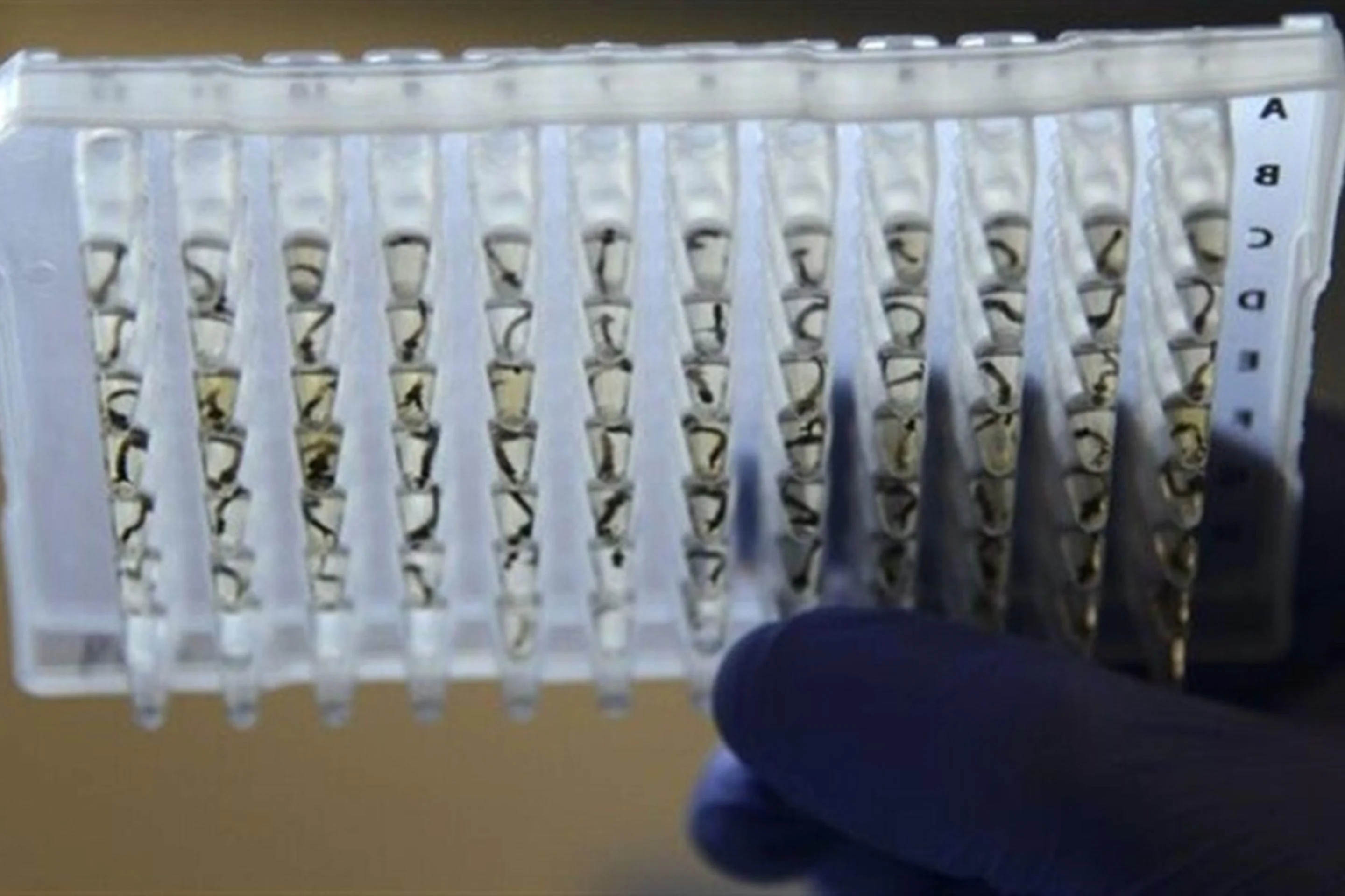 Étude de moustiques associés au Zika
