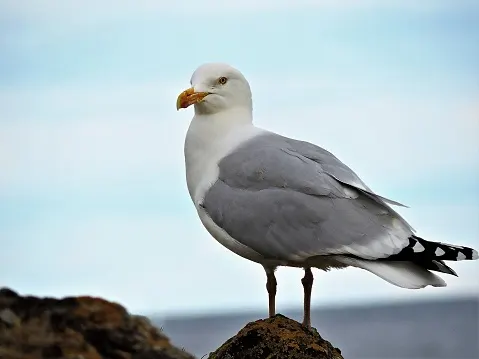 B.C. man dodges $8,000 fine for destroying seagull nest