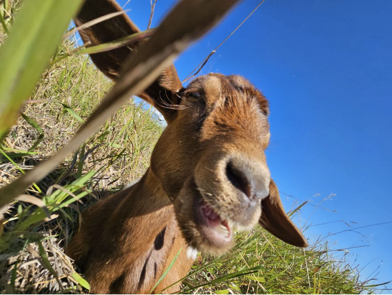 Connor O’Donovan: Each goat can consume as much as eight pounds of vegetation in a single day. Their droppings help fertilize the soil.  