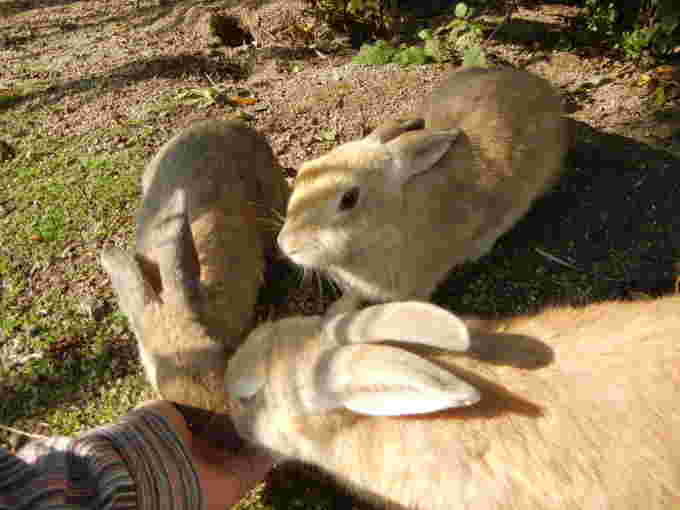 Wikipedia Okunojima rabbit 19-03-17