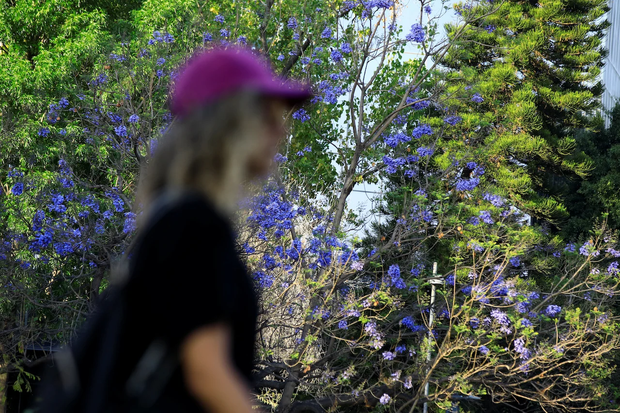 CLIMATE-CHANGE-MEXICO-JACARANDAS/REUTERS/Raquel Cunha