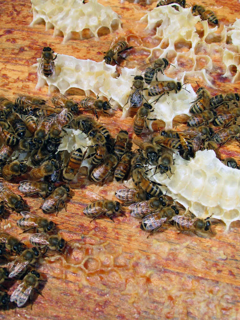 Honeybees/Nathan Howes