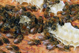 Microplastics found on honeybees, but no clear evidence of effects