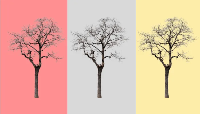 Les 5 arbres les plus résistants au froid
