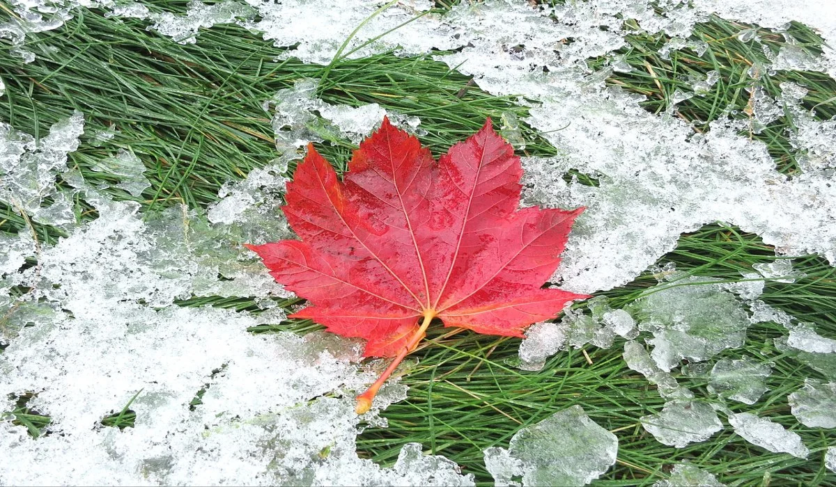 La neige en voie de disparition en automne