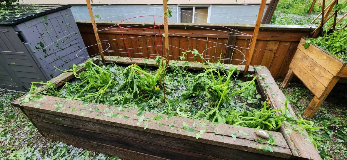 hailstorm/Submitted by Tara Schneider via CBC