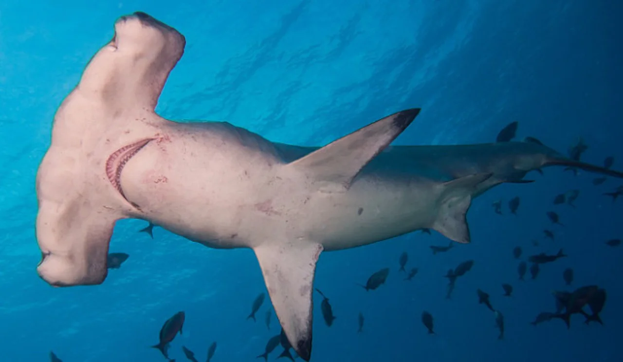 Wikipedia - hammerhead shark