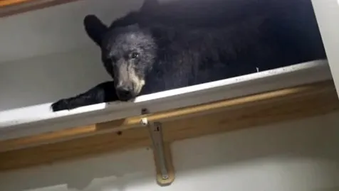 Large bear breaks into home, falls asleep in closet