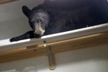 Large bear breaks into home, falls asleep in closet