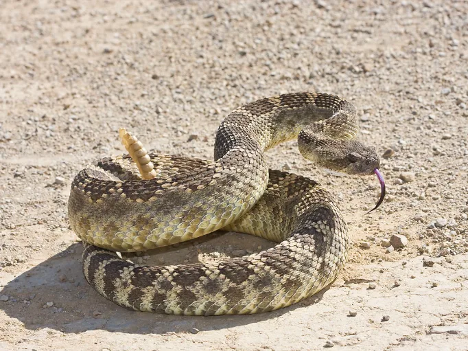 WIKIPEDIA rattlesnake