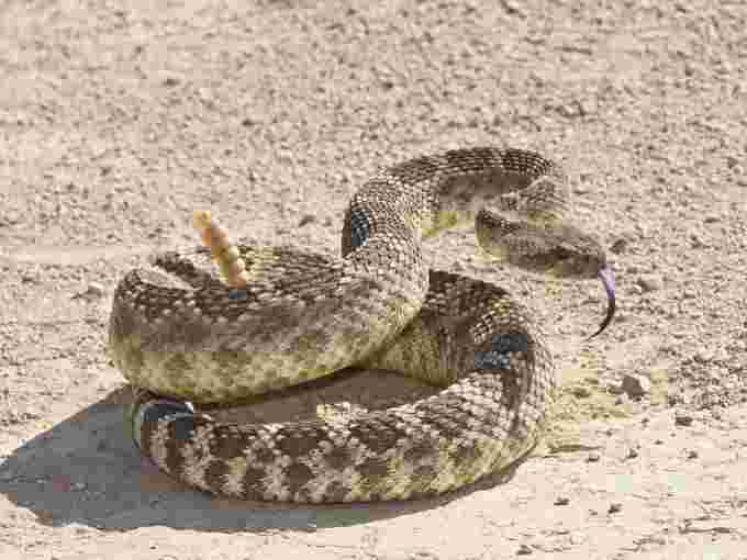 WIKIPEDIA rattlesnake