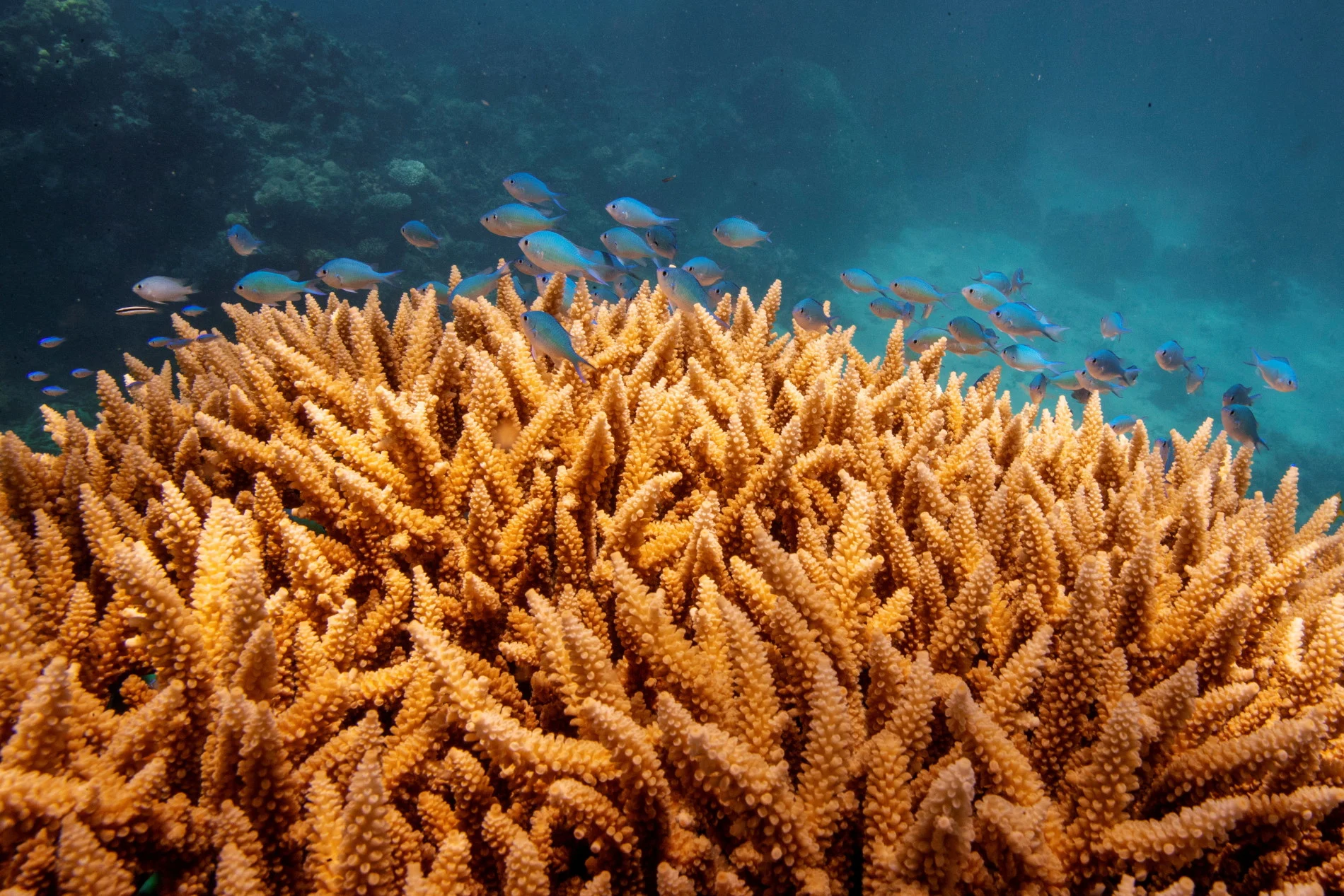 Great Barrier Reef hit by bleaching as UNESCO weighs "in danger" listing