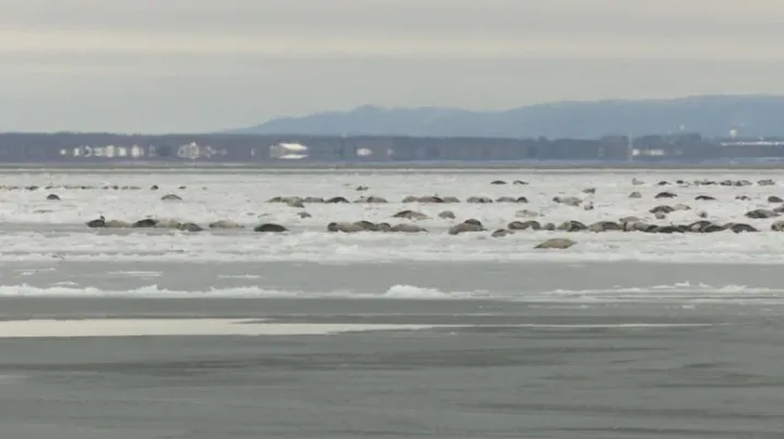 CBC seals