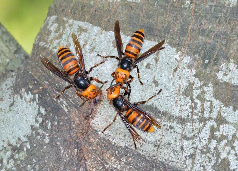 Asian giant hornets: A lot more buzz than sting, experts say