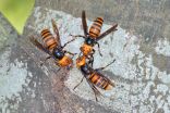 Asian giant hornets: A lot more buzz than sting, experts say