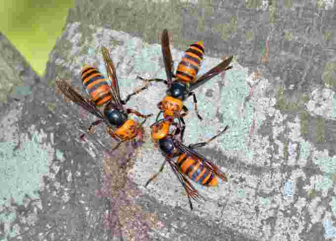 Asian giant hornet/Getty Images