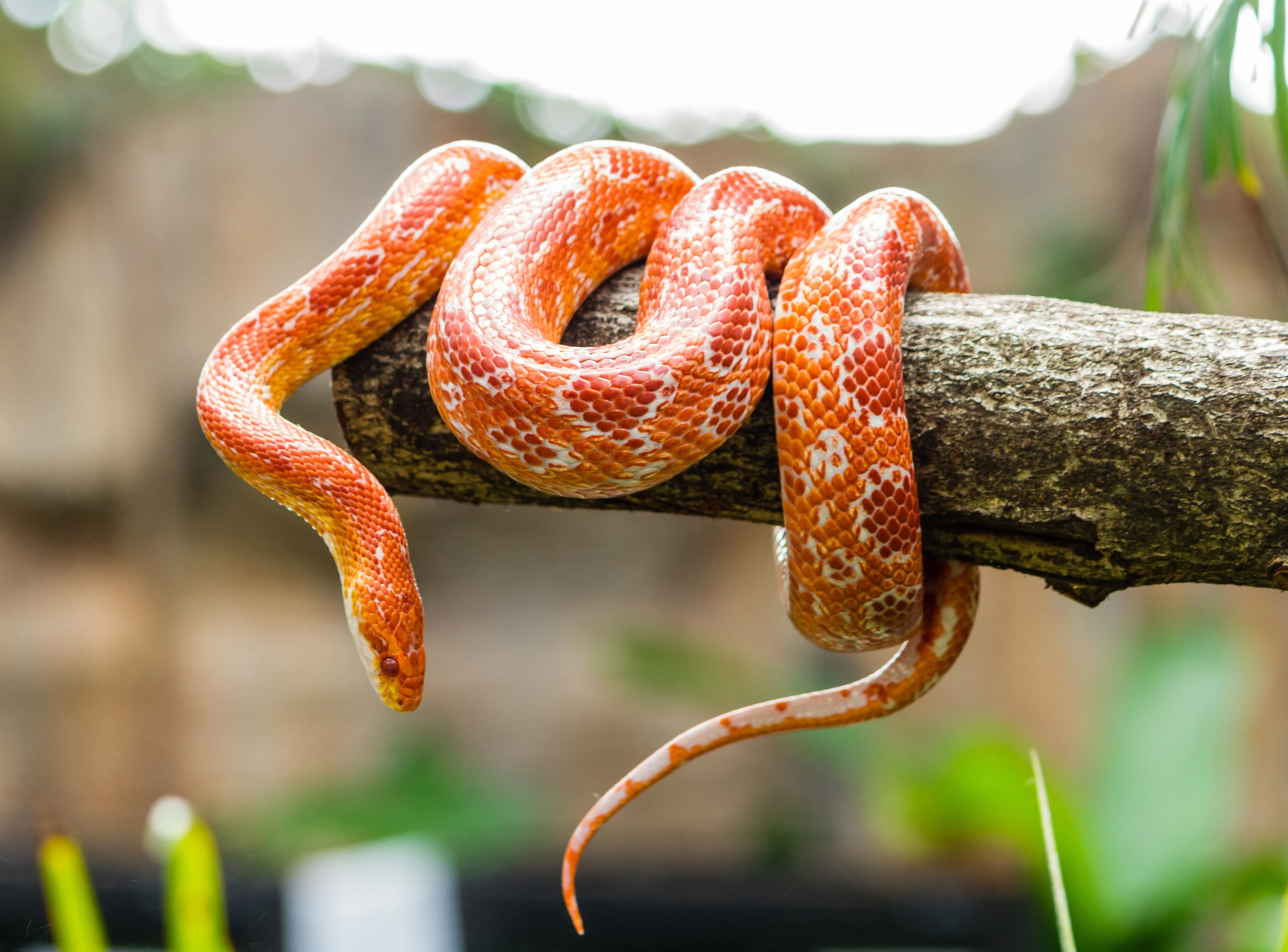 GETTY IMAGES - corn snake