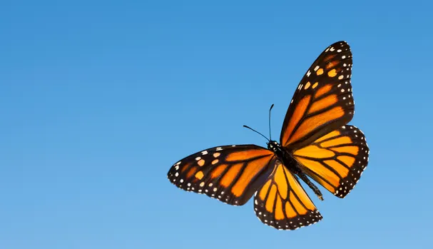 Monarchs are in decline, but there is a simple way YOU can help