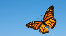 Monarchs are in decline, but there is a simple way YOU can help