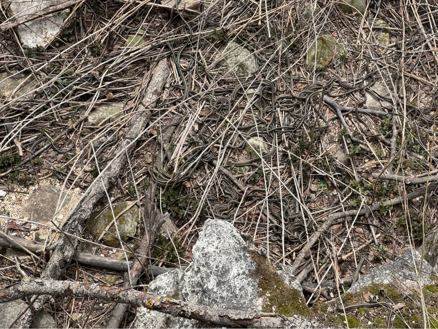 CBC: It's estimated 70,000 to 100,000 snakes could be in the area any given spring. (Justin Fraser/CBC)