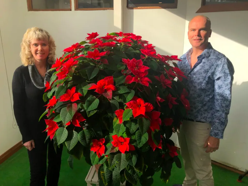 Joanne Hill and Mike Doehl are pretty proud of their $5 poinsettia and say it may even stand in as a Christmas tree. (Sarah Leavitt/CBC)
