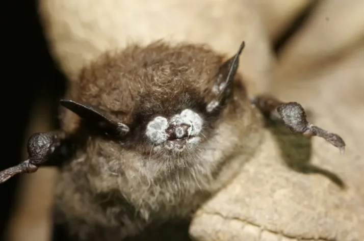 CBC: Bat with white-nose syndrome