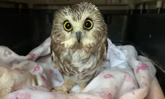 Little owl doing well after being rescued from Rockefeller Christmas tree
