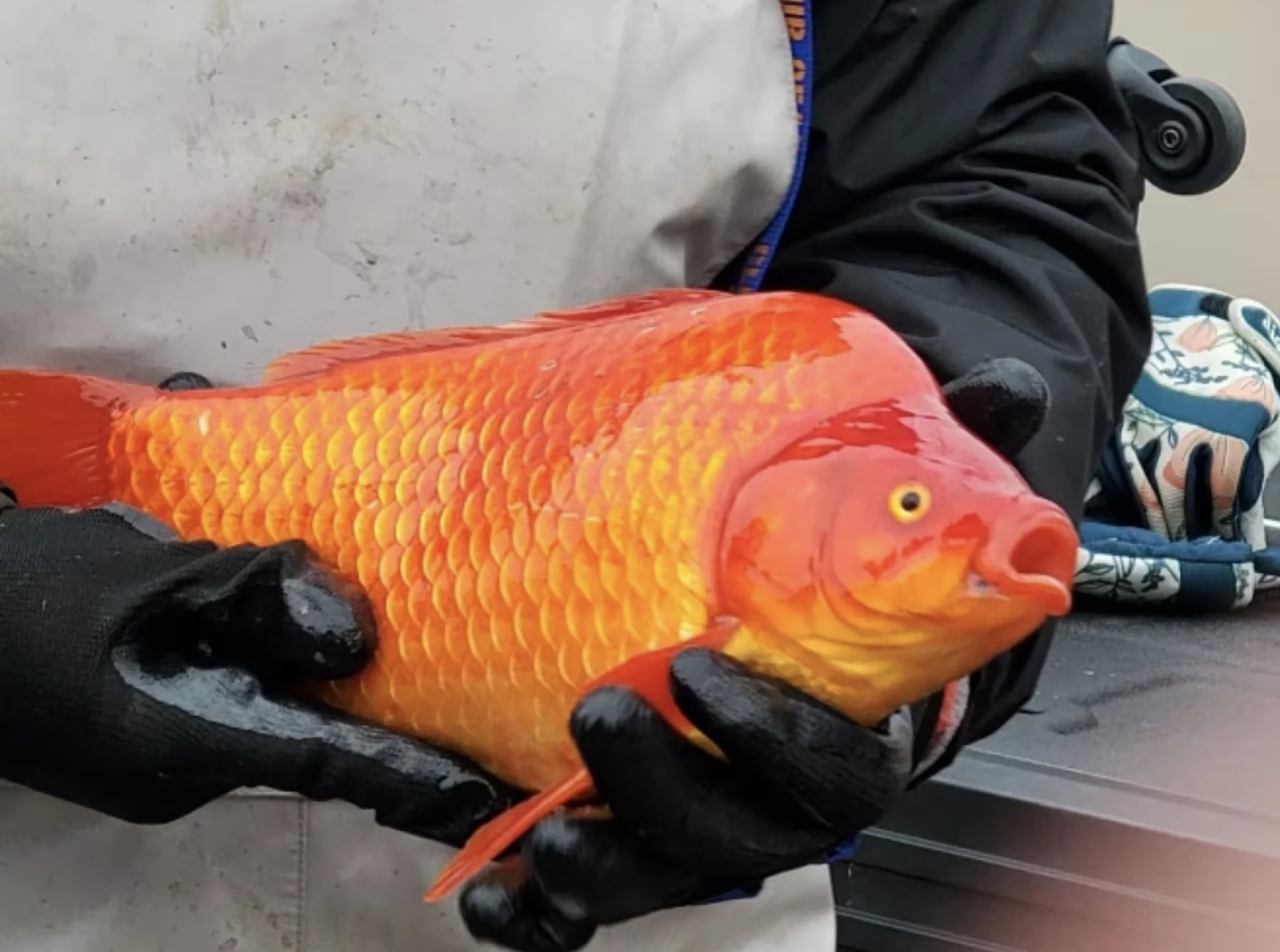 The London feral goldfish population persists, killing native species