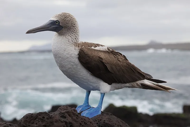 fouapiedsbleu