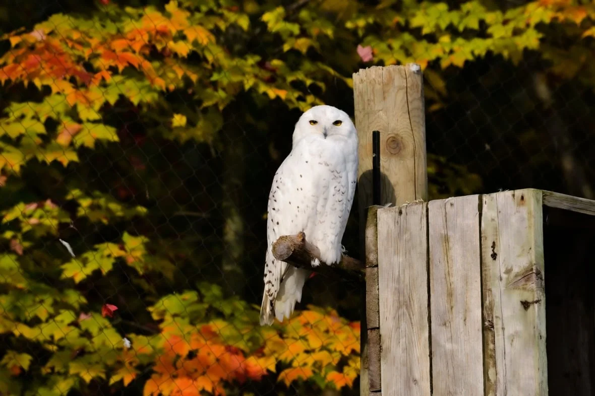 CBC snowy-owl