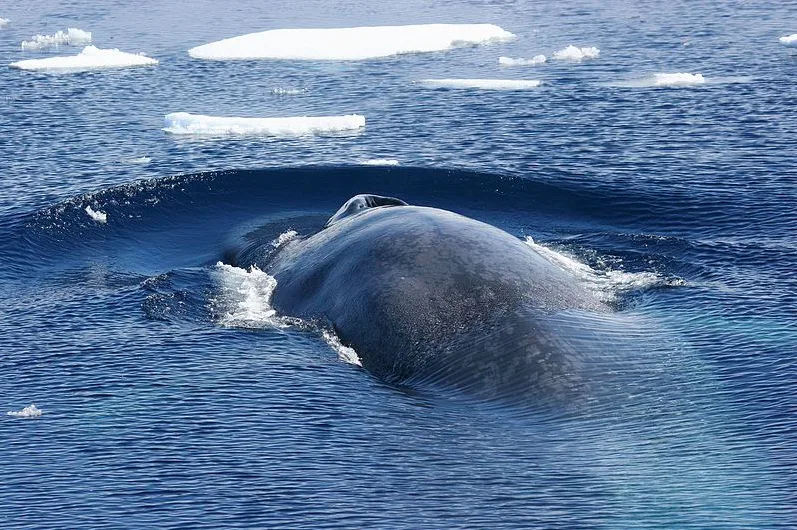 Blue whales are finally returning to polar regions after 40 years, study finds