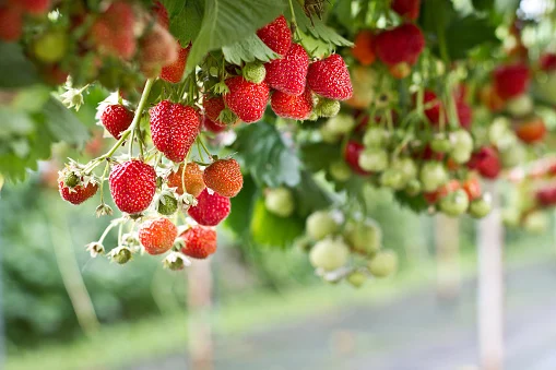 Hung up about B.C.'s strawberry fields: How weather altered the season