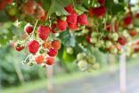 Hung up about B.C.'s strawberry fields: How weather altered the season