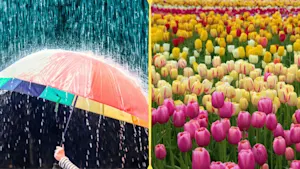 Do April showers really bring May flowers? It's...complicated