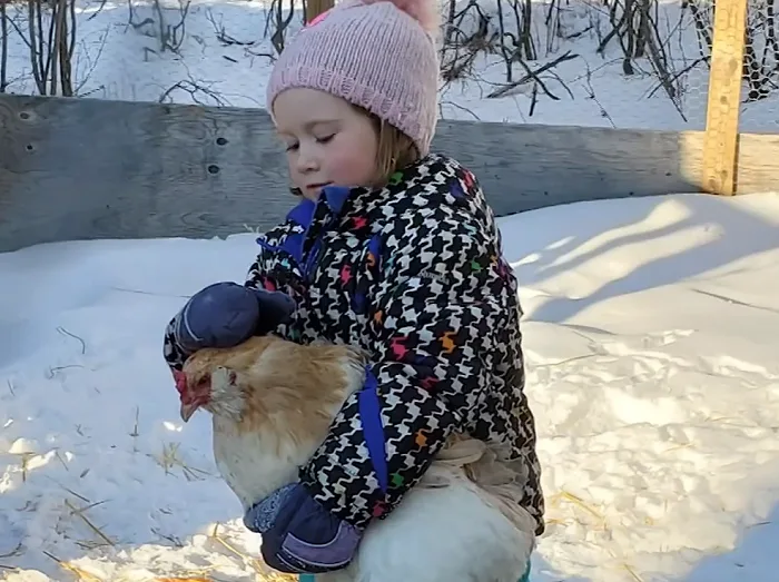 4-year-old girl and pet hen sledding duo are an internet sensation