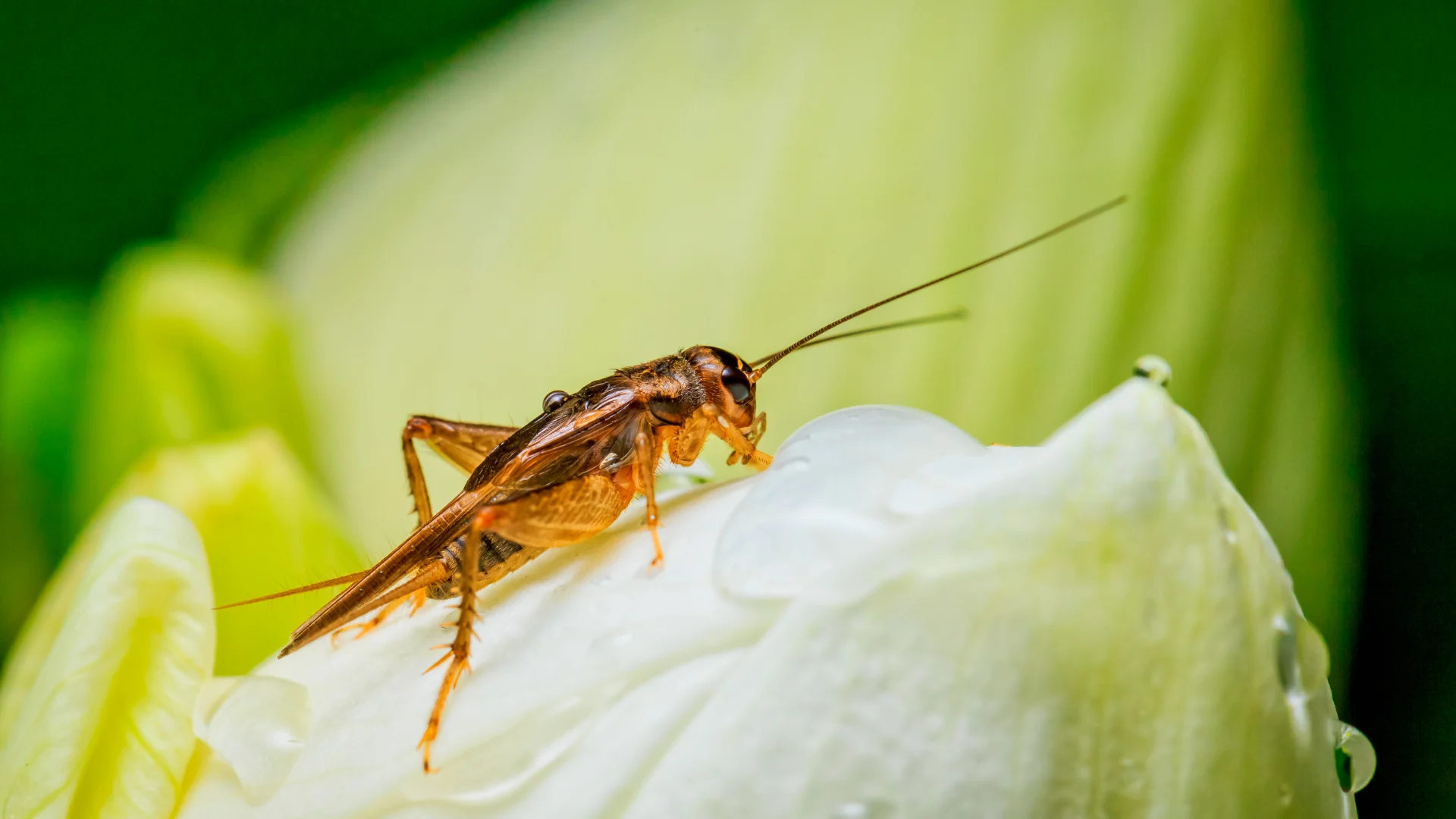 You aren't imagining it: Crickets ARE louder this month